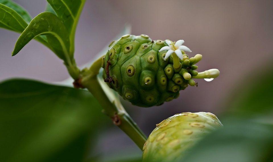 7 Herbs to Banish Stress and Boost Your Mood Today