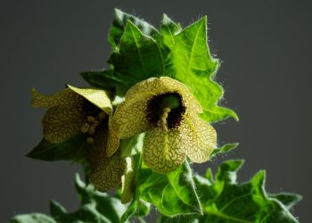 7 Holistic Practices for Lasting Mental Wellness