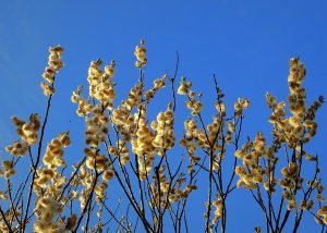 7 Incredible Benefits of Moringa You Need to Know!