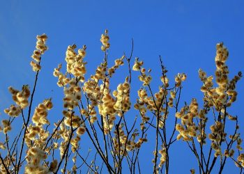 7 Incredible Benefits of Moringa You Need to Know!