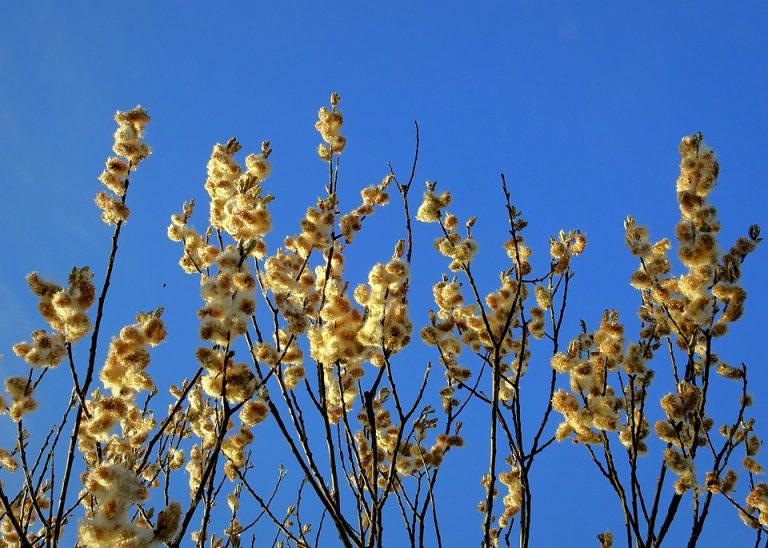 7 Incredible Benefits of Moringa You Need to Know!