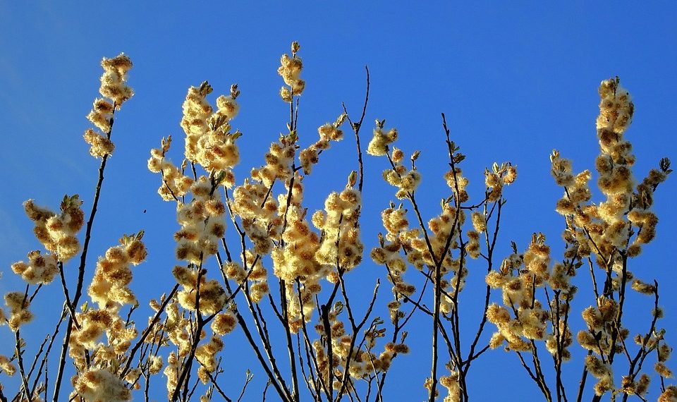 7 Incredible Benefits of Moringa You Need to Know!