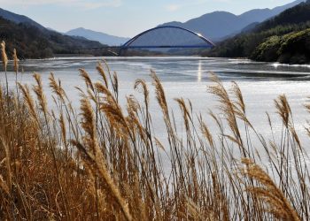 7 Incredible Health Benefits of Moringa You Must Know