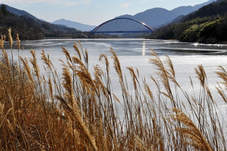 7 Incredible Health Benefits of Moringa You Must Know