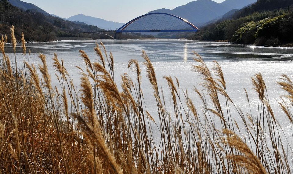 7 Incredible Health Benefits of Moringa You Must Know