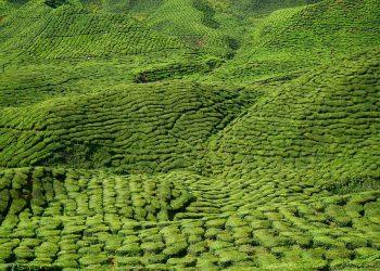 7 Metabolism Teas That Boost Your Energy Naturally