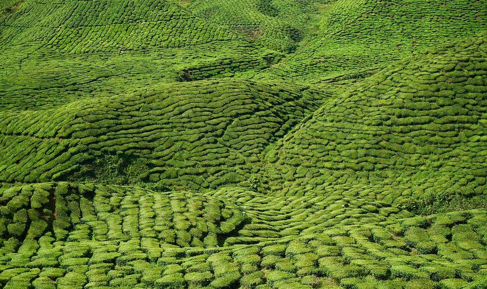 7 Metabolism Teas That Boost Your Energy Naturally