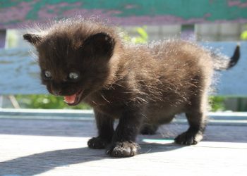 7 Must-Try Anxiety Supplements for Instant Relief