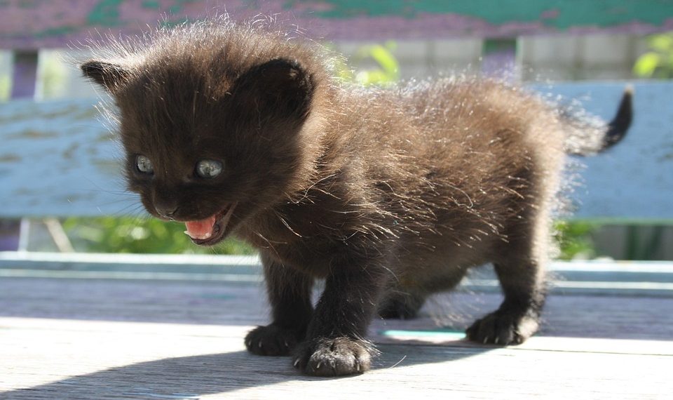 7 Must-Try Anxiety Supplements for Instant Relief