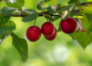 7 Natural Detox Methods to Revitalize Your Body Today