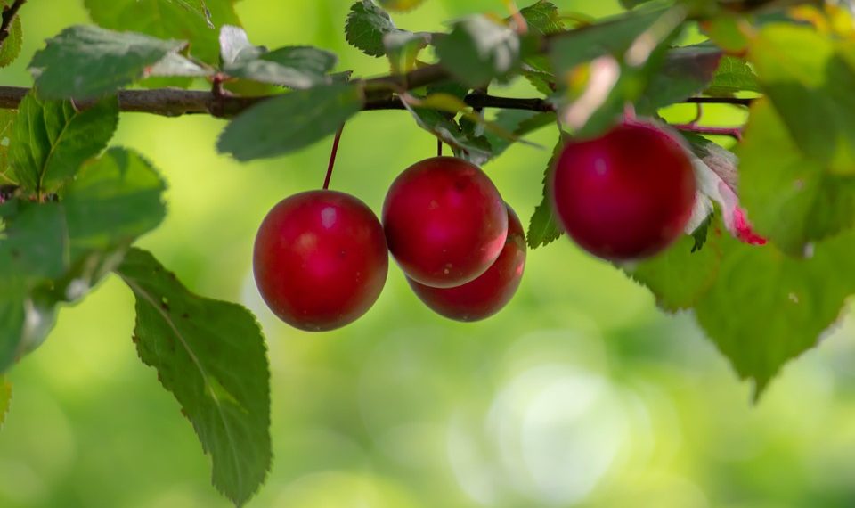 7 Natural Detox Methods to Revitalize Your Body Today