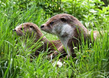 7 Natural Diet Tips for Effortless Weight Maintenance