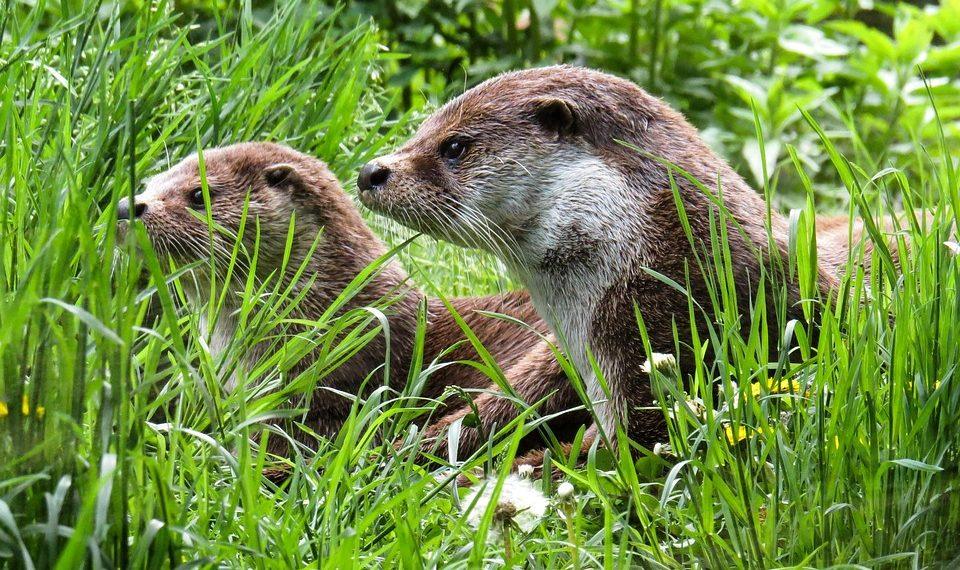 7 Natural Diet Tips for Effortless Weight Maintenance