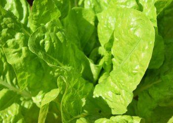 7 Natural Foods to Beat Stress and Boost Your Mood