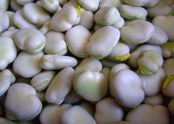 7 Natural Foods to Supercharge Your Gut Health Today