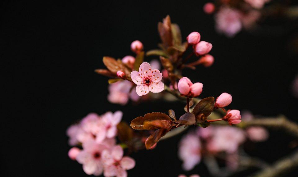 7 Natural Hacks to Lower Blood Sugar Fast