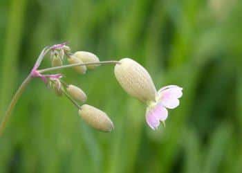 7 Natural Remedies for Better Bladder Control Today