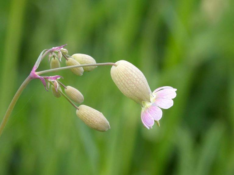 7 Natural Remedies for Better Bladder Control Today