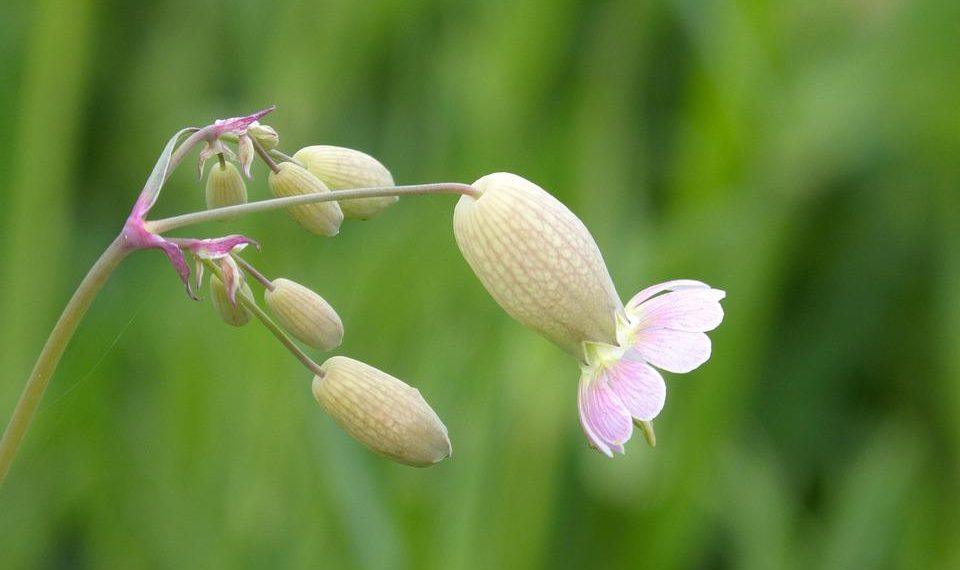 7 Natural Remedies for Better Bladder Control Today