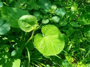 7 Natural Remedies for Effortless Digestion Today