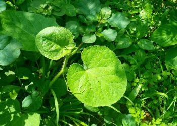 7 Natural Remedies for Effortless Digestion Today