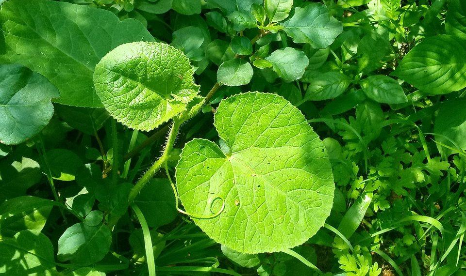 7 Natural Remedies for Effortless Digestion Today