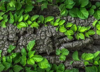 7 Natural Remedies for Faster Hair Growth Secrets