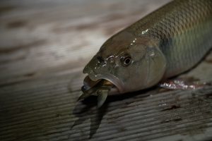 7 Natural Remedies for a Stronger Bladder Today