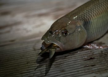 7 Natural Remedies for a Stronger Bladder Today