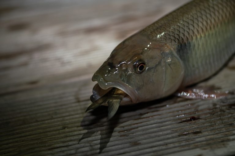 7 Natural Remedies for a Stronger Bladder Today