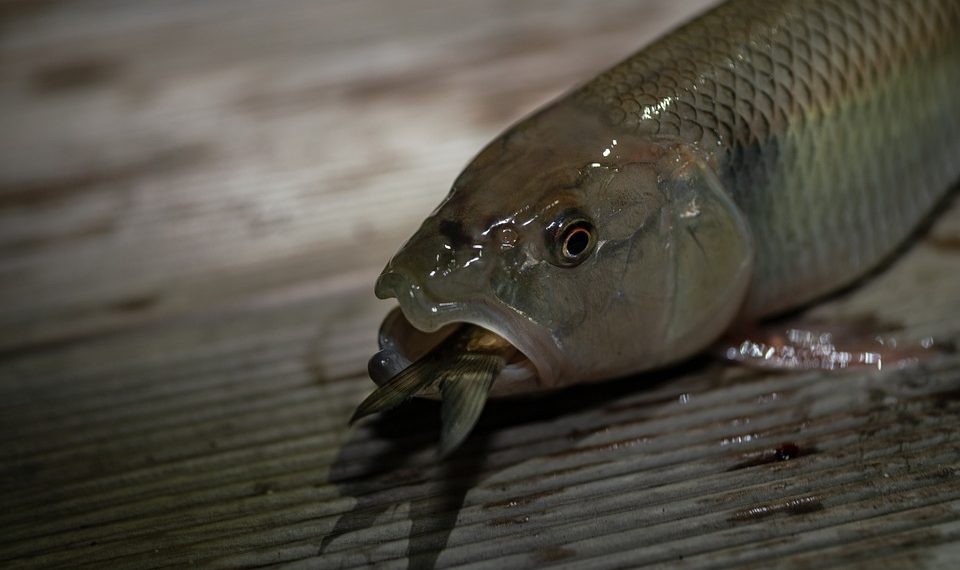 7 Natural Remedies for a Stronger Bladder Today