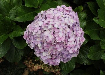 7 Natural Remedies to Balance Your Hormones Today