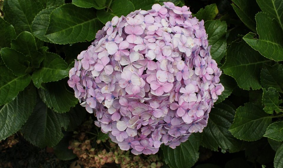 7 Natural Remedies to Balance Your Hormones Today