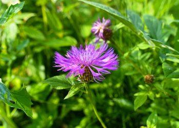 7 Natural Remedies to Banish Inflammation Fast