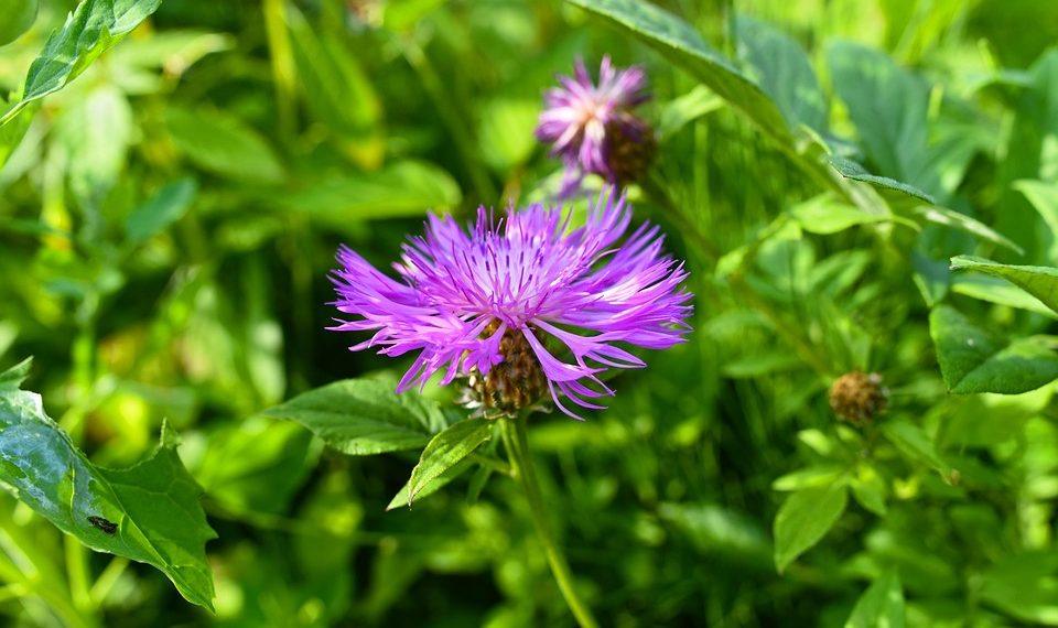 7 Natural Remedies to Banish Inflammation Fast