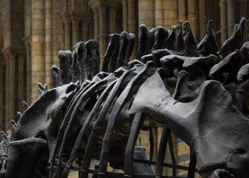 7 Natural Remedies to Boost Your Bone Health Today