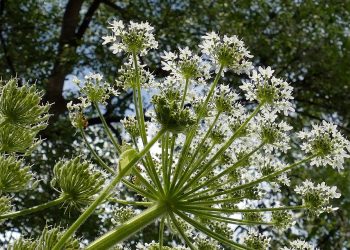 7 Natural Remedies to Soothe Bladder Irritation Fast