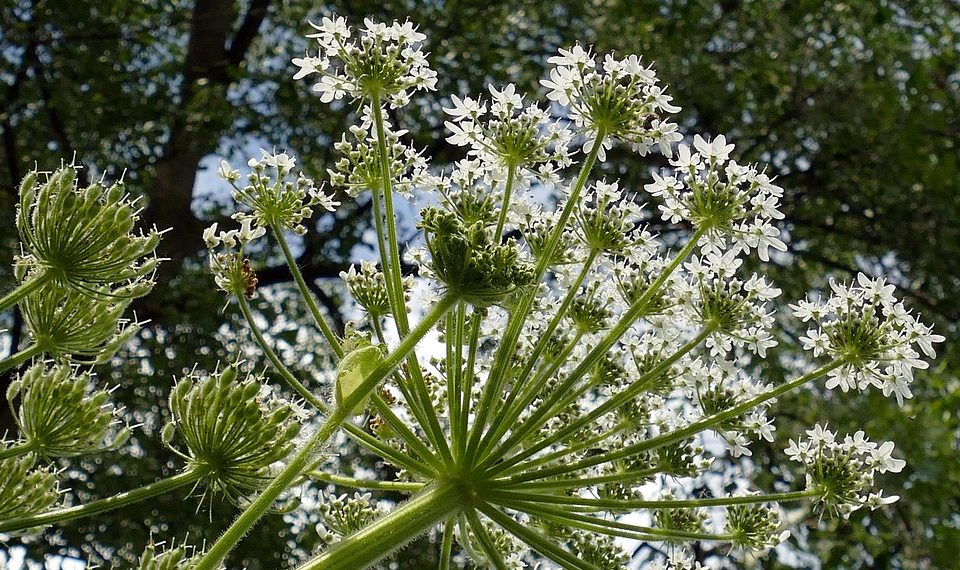 7 Natural Remedies to Soothe Bladder Irritation Fast