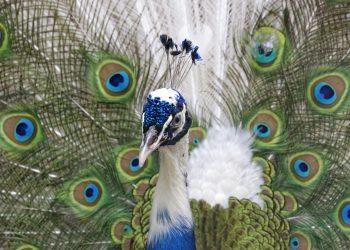 7 Natural Secrets to Slow Down Aging Effectively