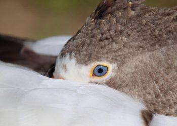 7 Natural Sleep Enhancers You Need Tonight!