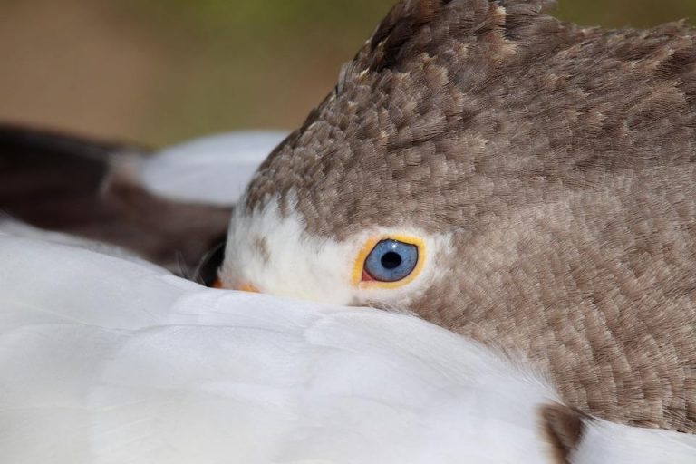 7 Natural Sleep Enhancers You Need Tonight!