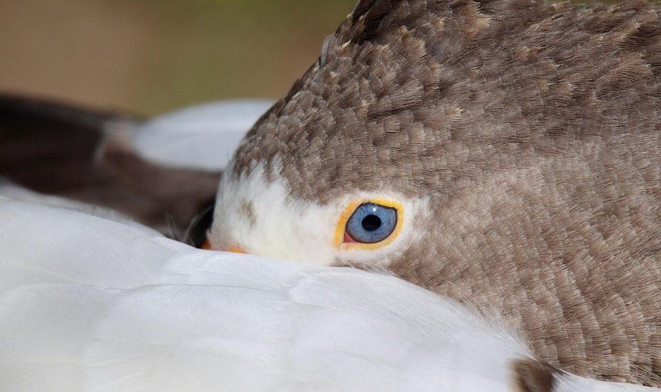 7 Natural Sleep Enhancers You Need Tonight!