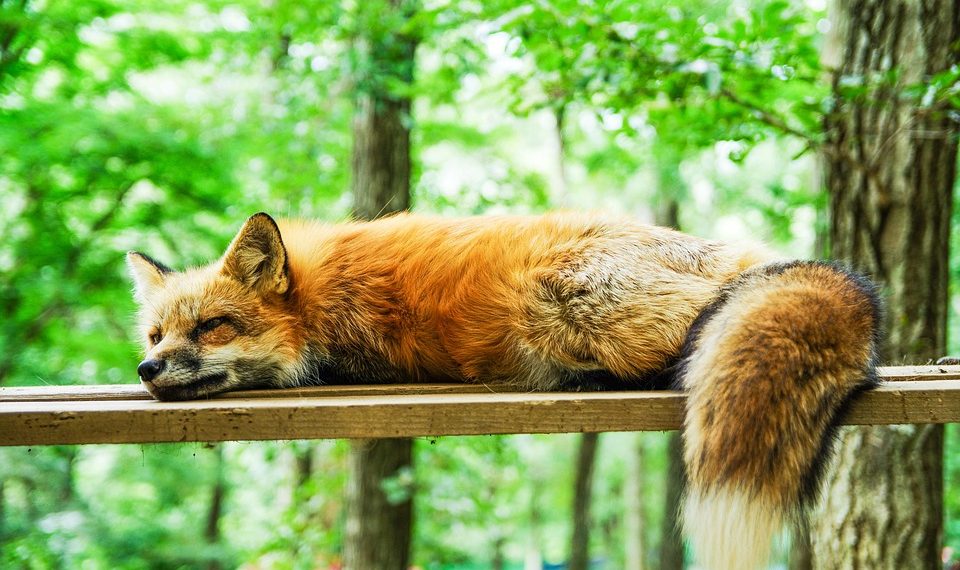 7 Natural Sleep Enhancers for Better Zzzs Tonight