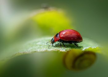 7 Natural Supplements to Boost Your Focus Fast