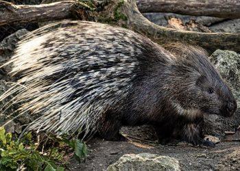 7 Natural Tips for Better Sleep Tonight