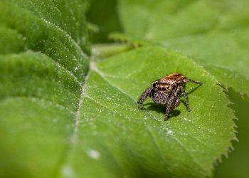 7 Natural Tricks to Tame Your Appetite Today