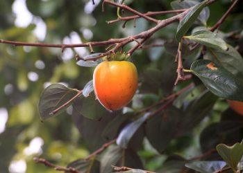 7 Nature-Inspired Ways to Banish Stress Naturally