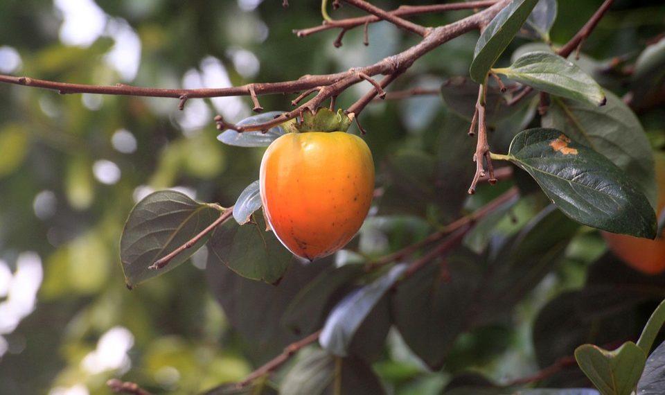 7 Nature-Inspired Ways to Banish Stress Naturally