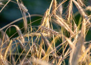 7 Organic Sleep Aids That Really Work Wonders