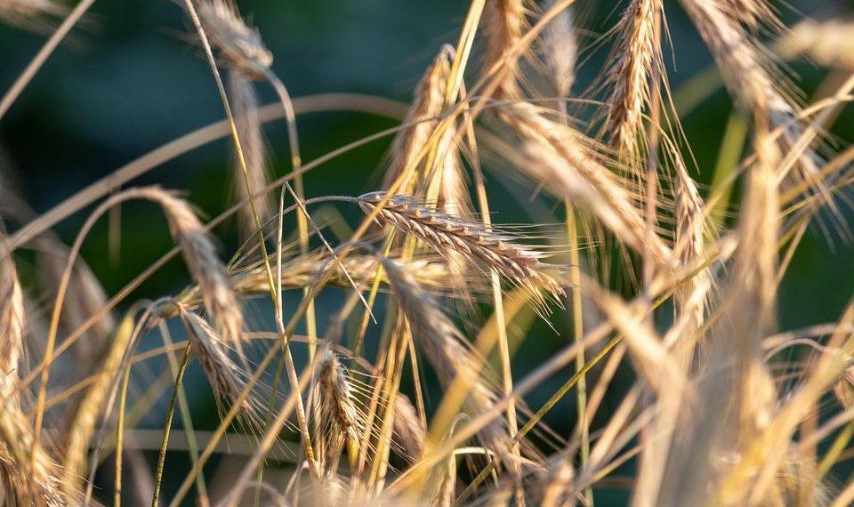 7 Organic Sleep Aids That Really Work Wonders